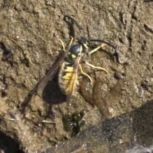 Vespula germanica at Belconnen, ACT - 29 Mar 2018 01:45 PM