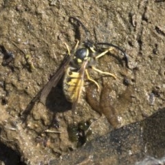 Vespula germanica (European wasp) at Belconnen, ACT - 29 Mar 2018 by Alison Milton