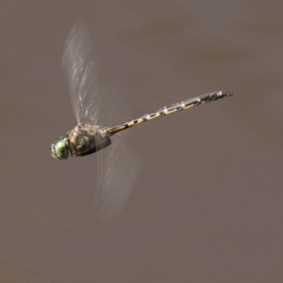 Hemicordulia australiae (Australian Emerald) at Lake Ginninderra - 29 Mar 2018 by Alison Milton