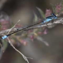 Ischnura heterosticta (Common Bluetail Damselfly) at Belconnen, ACT - 29 Mar 2018 by AlisonMilton