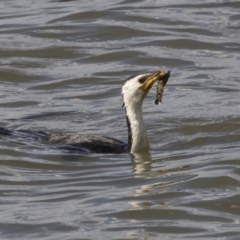 Microcarbo melanoleucos (Little Pied Cormorant) at Belconnen, ACT - 29 Mar 2018 by AlisonMilton