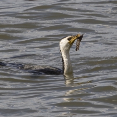 Microcarbo melanoleucos (Little Pied Cormorant) at Lake Ginninderra - 29 Mar 2018 by Alison Milton