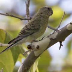 Psephotus haematonotus (Red-rumped Parrot) at Belconnen, ACT - 29 Mar 2018 by AlisonMilton