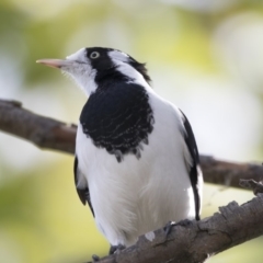 Grallina cyanoleuca (Magpie-lark) at Belconnen, ACT - 29 Mar 2018 by Alison Milton