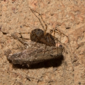 Scytodes sp. (genus) at Higgins, ACT - 29 Mar 2018