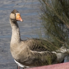 Anser anser (Greylag Goose (Domestic type)) at Belconnen, ACT - 29 Mar 2018 by AlisonMilton
