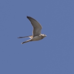 Falco cenchroides (Nankeen Kestrel) at Higgins, ACT - 28 Mar 2018 by Alison Milton