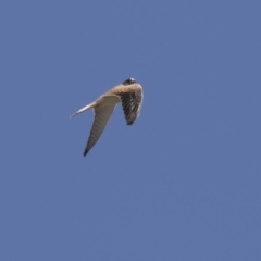 Falco cenchroides at Higgins, ACT - 28 Mar 2018