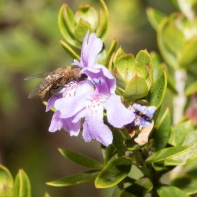 Bombyliidae (family) (Unidentified Bee fly) at Higgins, ACT - 28 Mar 2018 by Alison Milton