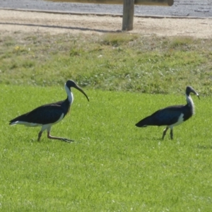 Threskiornis spinicollis at Holt, ACT - 28 Mar 2018