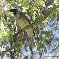 Philemon corniculatus (Noisy Friarbird) at Holt, ACT - 28 Mar 2018 by AlisonMilton