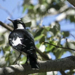 Grallina cyanoleuca at Holt, ACT - 28 Mar 2018 11:11 AM