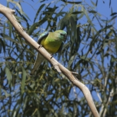 Psephotus haematonotus (Red-rumped Parrot) at Holt, ACT - 28 Mar 2018 by Alison Milton