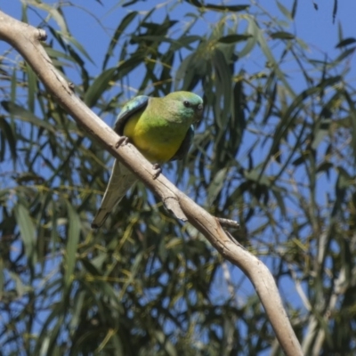 Psephotus haematonotus (Red-rumped Parrot) at Holt, ACT - 28 Mar 2018 by AlisonMilton