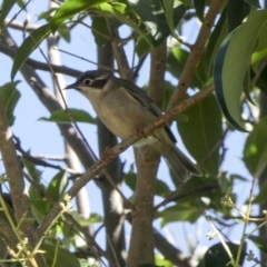 Melithreptus brevirostris (Brown-headed Honeyeater) at Higgins, ACT - 28 Mar 2018 by Alison Milton