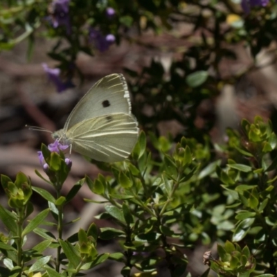 Pieris rapae (Cabbage White) at Higgins, ACT - 28 Mar 2018 by Alison Milton