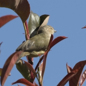 Smicrornis brevirostris at Higgins, ACT - 28 Mar 2018