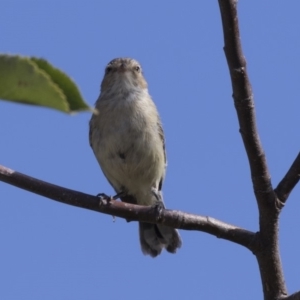 Smicrornis brevirostris at Higgins, ACT - 28 Mar 2018