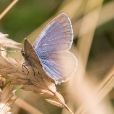 Zizina otis (Common Grass-Blue) at Bimberi Nature Reserve - 4 Feb 2018 by SWishart