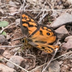 Heteronympha penelope (Shouldered Brown) at Brindabella, ACT - 4 Feb 2018 by SWishart