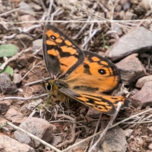 Heteronympha penelope at Brindabella, ACT - 4 Feb 2018 02:04 PM