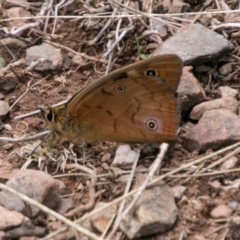 Heteronympha penelope at Brindabella, ACT - 4 Feb 2018