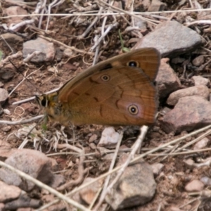 Heteronympha penelope at Brindabella, ACT - 4 Feb 2018