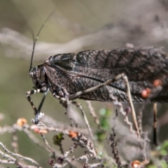 Acripeza reticulata (Mountain Katydid) at Namadgi National Park - 4 Feb 2018 by SWishart