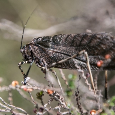 Acripeza reticulata (Mountain Katydid) at Cotter River, ACT - 4 Feb 2018 by SWishart