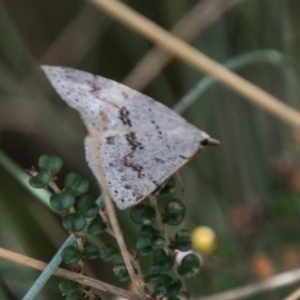 Taxeotis stereospila at Cotter River, ACT - 4 Feb 2018 02:13 PM