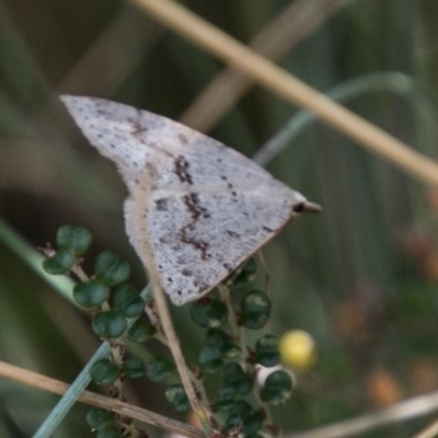 Taxeotis stereospila (Oval-spot Taxeotis (Oenochrominae)) at Cotter River, ACT - 4 Feb 2018 by SWishart