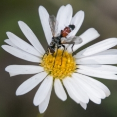 Cylindromyia sp. (genus) (Bristle fly) at Namadgi National Park - 4 Feb 2018 by SWishart