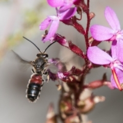 Lasioglossum (Parasphecodes) sp. (genus & subgenus) (Halictid bee) at Cotter River, ACT - 4 Feb 2018 by SWishart