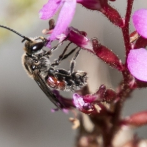 Lasioglossum (Parasphecodes) sp. (genus & subgenus) at Cotter River, ACT - 4 Feb 2018