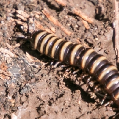 Paradoxosomatidae sp. (family) (Millipede) at Cotter River, ACT - 4 Feb 2018 by SWishart