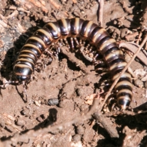 Paradoxosomatidae sp. (family) at Cotter River, ACT - 4 Feb 2018 03:23 PM