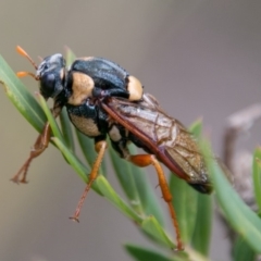 Perga sp. (genus) (Sawfly or Spitfire) at Cotter River, ACT - 4 Feb 2018 by SWishart