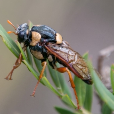 Perga sp. (genus) (Sawfly or Spitfire) at Namadgi National Park - 4 Feb 2018 by SWishart