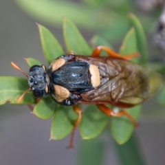 Perga sp. (genus) at Cotter River, ACT - 4 Feb 2018