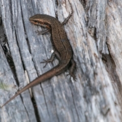 Pseudemoia entrecasteauxii (Woodland Tussock-skink) at Cotter River, ACT - 4 Feb 2018 by SWishart