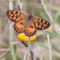 Geitoneura klugii (Marbled Xenica) at Namadgi National Park - 4 Feb 2018 by SWishart