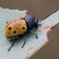 Cadmus (Cadmus) litigiosus (Leaf beetle) at Cotter River, ACT - 4 Feb 2018 by SWishart