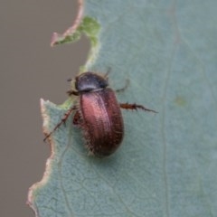 Heteronyx dimidiatus (Dimidiatus scarab beetle) at Cotter River, ACT - 4 Feb 2018 by SWishart