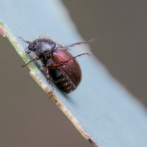 Heteronyx dimidiatus at Cotter River, ACT - 4 Feb 2018 03:59 PM