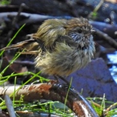 Acanthiza lineata (Striated Thornbill) at ANBG - 29 Mar 2018 by RodDeb