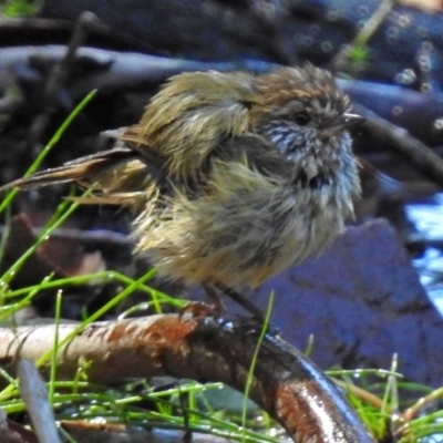 Acanthiza lineata (Striated Thornbill) at ANBG - 29 Mar 2018 by RodDeb