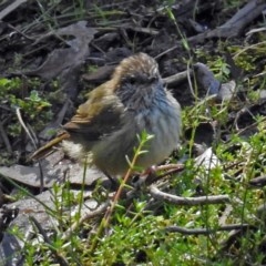 Acanthiza lineata at Acton, ACT - 29 Mar 2018 11:56 AM