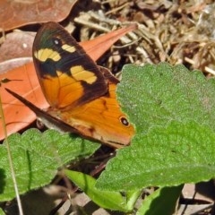 Heteronympha merope (Common Brown Butterfly) at Acton, ACT - 29 Mar 2018 by RodDeb