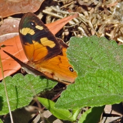Heteronympha merope (Common Brown Butterfly) at ANBG - 28 Mar 2018 by RodDeb