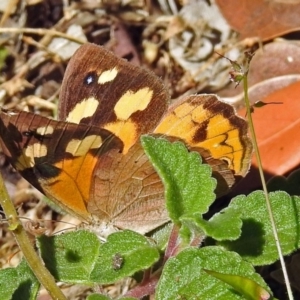 Heteronympha merope at Acton, ACT - 29 Mar 2018